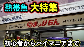 IN『まっかちん』熱帯魚　小型魚から大型魚　初心者からハイマニアまで「アロワナ』『小型テトラ』「シクリッド」『シクラソマ』「五十嵐エンドリ」超大特集