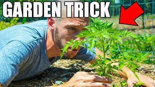 This SIMPLE Trick Will Get You Bigger And Better TOMATOES!