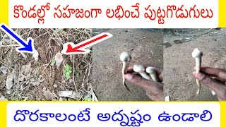 అడవిలో సహజ సిద్ధంగా It must be a disaster to find natural ready-made mushrooms in the wild in Telugu