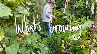 WHAT'S GROWING | What I'm GROWING & SOWING in my SMALL BACKYARD VEGETABLE GARDEN VICTORIA AUSTRALIA