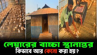 লেয়ারের বাচ্চা কিভাবে আর কেনো স্থানান্তর করা হয়? MS Ashad Traders