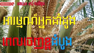 អារម្មណ៍អ្នកដាំដូងពេលចេញខ្ពដំបូង #coconut #vlogs #farming #km #usa #india #shorts @saravuthros6022