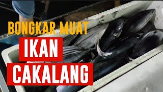 BONGKAR MUAT IKAN CAKALANG