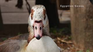 Close-Up Nilgans