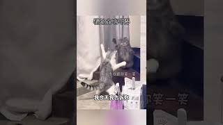 哎呀，看给金毛吓得 #搞笑配音 #搞笑 #funny #萌宠