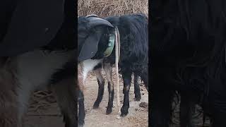 Lots of two goats they do very beautiful surprising shoots which we enjoy | Part-54- 2023