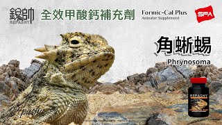 角蜥蜴 Phrynosoma 美國銳帥 全效甲酸鈣補充劑