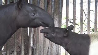 マレーバクの子供が可愛すぎる❤ Cute Malayan tapir #360　【Cute animal videos】【日本平動物園】