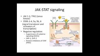Abbas Chapter 7 Continued: Immune Receptors and Signal Transduction (Raje)