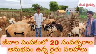 జీవాల పెంపకం లో మెలకువలు# 20 years Shepherd experience # Sheep and got business