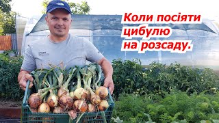 Коли сіяти цибулю-чорнушку на розсаду. Обираємо правильні терміни.