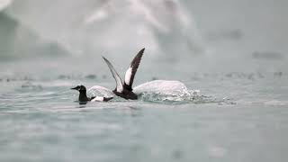 Black Guillemots Fishing In The The Arctic Ocean 4k