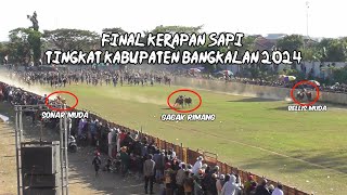 final kerapan sapi tingkat kabupaten Bangkalan Madura 2024