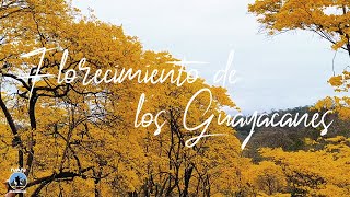 florecimiento de los guayacanes +magahurco  cazadores bolaspamba   ZAPOTILLO  LOJA ECUADOR