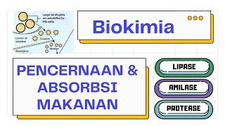 Pencernaan Kimiawi & Absorbsi Makanan (Biokimiawi Sistem Pencernaan) | Biokimia 101