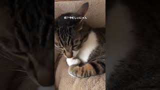 僕のチャームポイントの整え方#shorts #猫