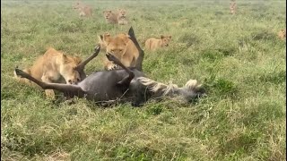 lions attacking the wildebeest bring down video