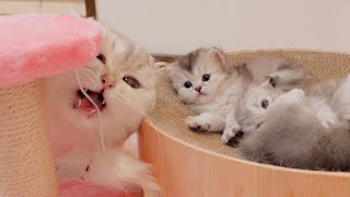 Kittens are surprised when daddy cat becomes too obsessed with the kitty cat tow