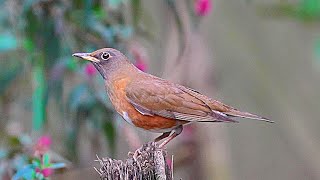 赤腹鶇(赤胸鶇)/Brown-headed Thrush