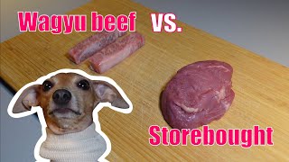 Dog tries expensive wagyu beef vs. regular beef from the supermarket | Honey foo