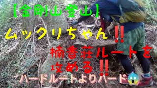 金剛山登山‼️　ムックリちゃん‼️香楠荘尾根ルートを楽しんだ‼️訳あって登りだけ🙏