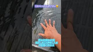 【多肉水やり】夏の水やりの注意点✨水温には気をつけて！【水やりあるある】