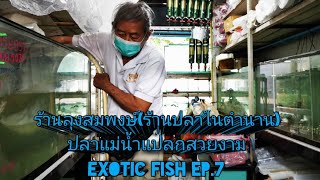 ปลาแม่น้ำแปลก​สวยงาม​(ร้านลุง​สมพงษ์)​Exotic​ Fish​🐟Ep.7