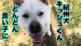 【保護犬の日常】紀州犬キッシュのお迎え待っていますよ