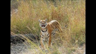 Tigers of Chandrapur