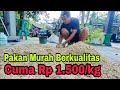 Pakan Entok Murah Berkualitas Cuma Rp 1.500/ kg