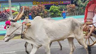 #kanyakumari மண்டைக்காடு பகவதி அம்மன் தரிசனம்