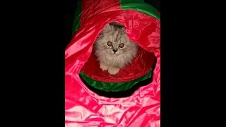 Katze im spieltunnel