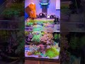 The Illumagic Pixel And Why We Chose It For Our Nano Reef Tank