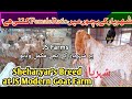 Sheharyar's Breed at JS Modern Goat Farm| Pure Makhi Cheeni Beetal Goats| شہریار بریڈر کے بچے #goats