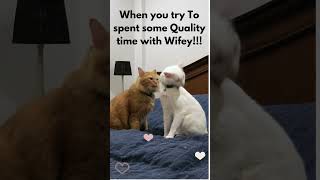Pet cute love ❤️  funny Cat Cute Funny dog puppy #short #youtubeshorts #shorts #viral  #trending