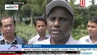 Kishoreganj BT Brinjal, 06 April 2016