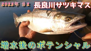 増水直後はマジ釣れる！！長良川サツキマス釣行day3～8