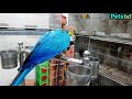 পোষা ম্যাকাও পাখির দাম 2021 macaw parrot price in bangladesh most expensive bird price petsbd