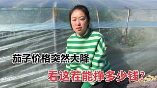 90后夫妻承包大棚，茄子价格迎来断崖式下跌，老公直呼想赚钱太难