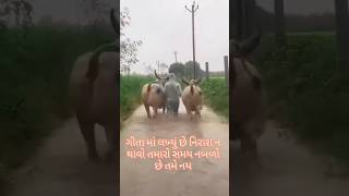 આ બળદની ખૂબી તો જોવો #bull#एनिमल#youtubeviral