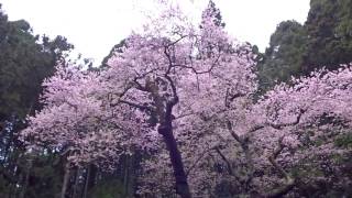 ２０１７一本桜樹齢６０１年　虎尾桜満開！　福智山登山「総合編」