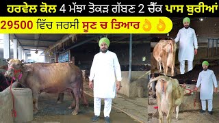 ਹਰਵੇਲ ਕੋਲ 4 ਮੱਝਾਂ ਤੋਕੜ ਗੱਬਣ 2 ਚੈੱਕ ਪਾਸ ਬੁਰੀਆਂ।29500 ਵਿੱਚ ਜਰਸੀ। ਪਿੰਡ ਜੋੜ ਸਿੰਘ ਵਾਲਾ। ਪੱਟੀ।ਤਰਨਤਾਰਨ