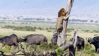 Lion Fight : Wildlife
