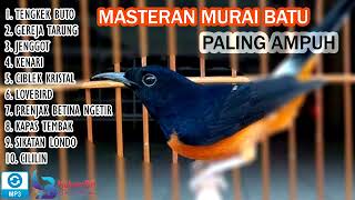 Stuffing murai batu bird full shot #masteranmuraibatu