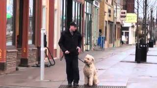 Lou (Goldendoodle) Boot Camp Dog Training Demonstration