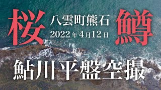 【桜鱒】2022年 4月12日 北海道八雲町熊石鮎川平盤 空撮 【海サクラマス】