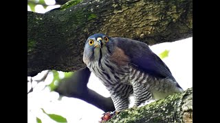 20210412 送餐變成吃獨享餐！鷹爸悠閒慢食，晚餐吃了近四十分鐘～／Dad Hawk is Eating【大安森林公園鳳頭蒼鷹Crested Goshawk】