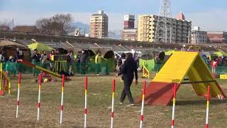 2017神奈川北スーパードッグトレーナーズクラブアジリティー競技会