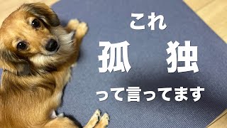 犬がこの行動を見せたら「孤独」って言ってます。