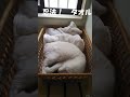 shorts　忍者になった猫２　a cat that has become a ninja２ 　닌자가 된 고양이２　　　あわ助